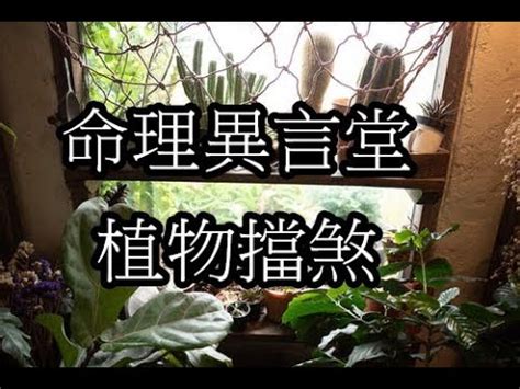 擋 壁刀煞植物